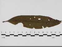 登錄號:F0033668藏品圖，第1張