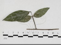 登錄號:F0033671藏品圖，第1張