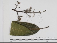 登錄號:F0033673藏品圖，第1張