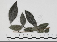 登錄號:F0033675藏品圖，第1張