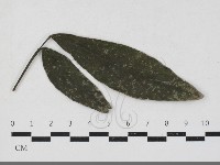 登錄號:F0033676藏品圖，第1張