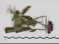 登錄號:F0033681藏品圖，第1張