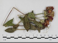 登錄號:F0033682藏品圖，第1張