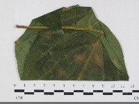 登錄號:F0033684藏品圖，第1張