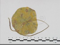 登錄號:F0033686藏品圖，第3張