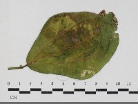 登錄號:F0033687藏品圖，第1張