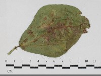 登錄號:F0033687藏品圖，第3張