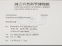 筍殼菌屬藏品圖，第2張