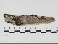 筍殼菌屬藏品圖，第1張