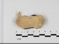 栓菌屬藏品圖，第1張