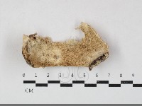 登錄號:F0033699藏品圖，第1張