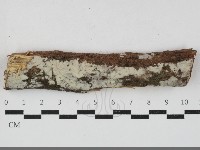 絲齒菌屬藏品圖，第1張