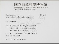 筍殼菌屬藏品圖，第2張