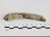 筍殼菌屬藏品圖，第1張