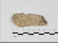 筍殼菌屬藏品圖，第1張