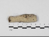 筍殼菌屬藏品圖，第1張