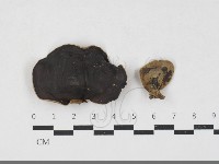 毛木耳藏品圖，第1張