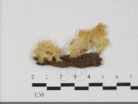 銀耳屬藏品圖，第1張