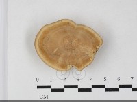 登錄號:F0033718藏品圖，第1張