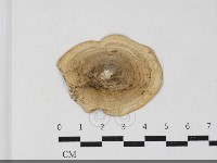 登錄號:F0033718藏品圖，第3張