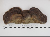 登錄號:F0033723藏品圖，第1張