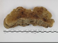 登錄號:F0033723藏品圖，第3張