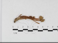 登錄號:F0033724藏品圖，第1張