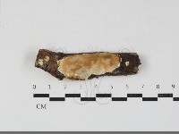 骨皮菌屬藏品圖，第1張