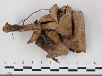 登錄號:F0033727藏品圖，第1張