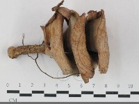 登錄號:F0033727藏品圖，第3張