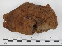 登錄號:F0033729藏品圖，第1張