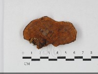 寡孔菌屬藏品圖，第1張