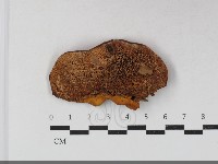 寡孔菌屬藏品圖，第3張