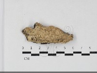 齒耳菌屬藏品圖，第1張