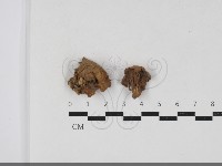 登錄號:F0033741藏品圖，第1張