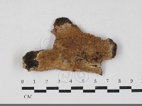 登錄號:F0033743藏品圖，第1張