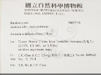 皺木耳藏品圖，第2張