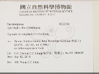 剛毛絲皮菌藏品圖，第2張