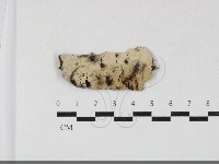 剛毛絲皮菌藏品圖，第1張
