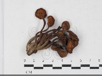 登錄號:F0033749藏品圖，第1張