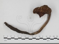 登錄號:F0033750藏品圖，第1張