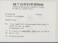 齒耳菌屬藏品圖，第2張