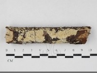 齒耳菌屬藏品圖，第1張