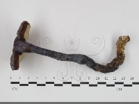 登錄號:F0033756藏品圖，第1張