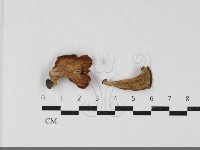 多孔菌屬藏品圖，第1張