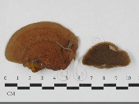 登錄號:F0033761藏品圖，第1張