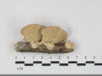 小孔菌屬藏品圖，第3張