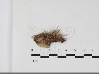 登錄號:F0033766藏品圖，第1張