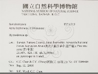 絲齒菌屬藏品圖，第2張