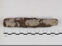 絲齒菌屬藏品圖，第1張